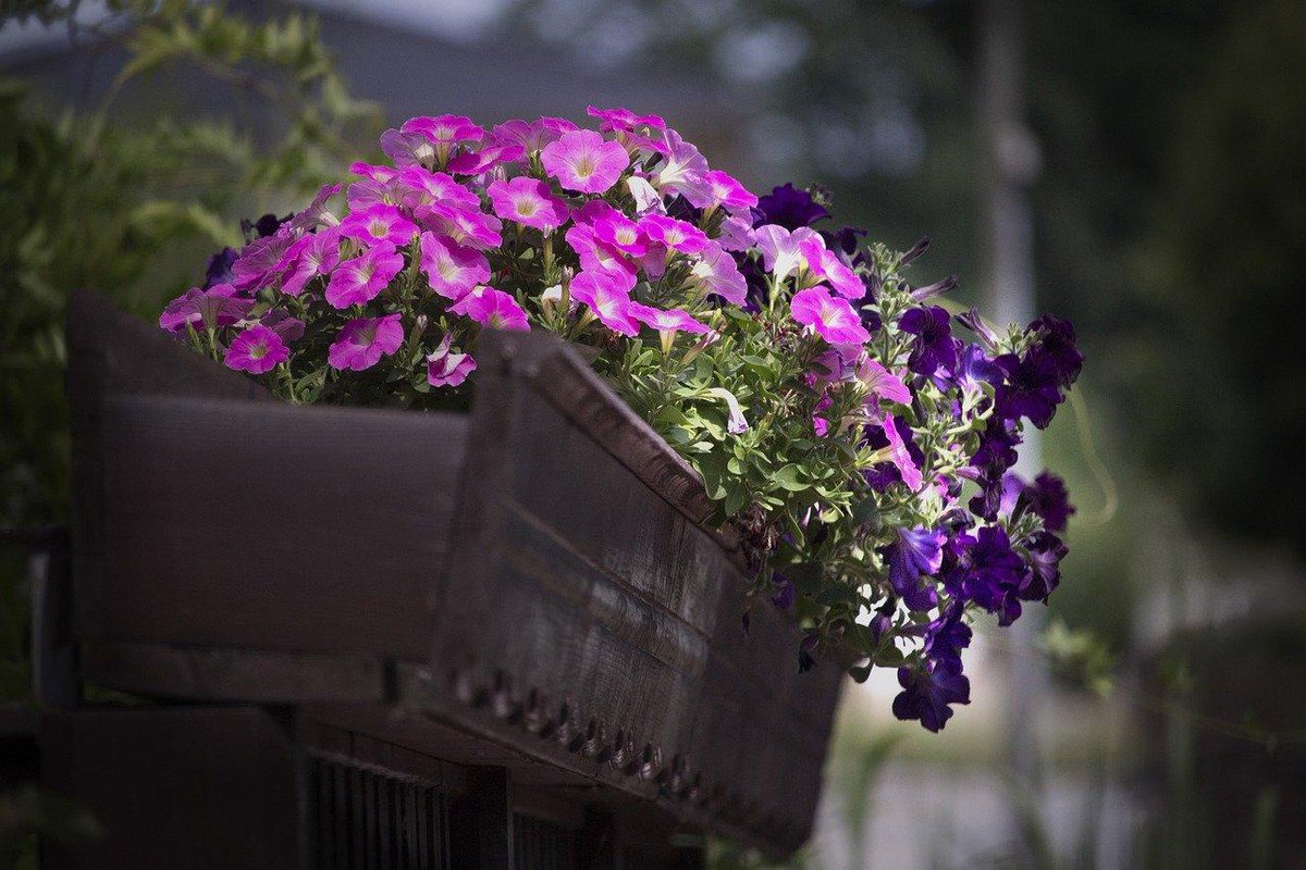 🌺 Reggio Calabria, così i balconi della città saranno più colorati
👉 Scopri di più: avveniredicalabria.it/balconi-fiorit…
#balconifioriti #reggiocalabria #calabria #balconeinfiore #concorso #cittadinanzattiva