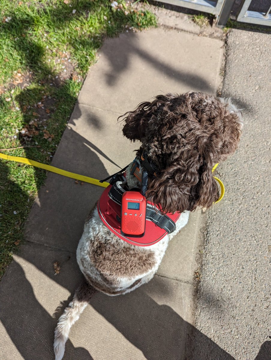 Anyone else train their working dog with a walkie talkie? Bloody marvellous system if I say so myself.