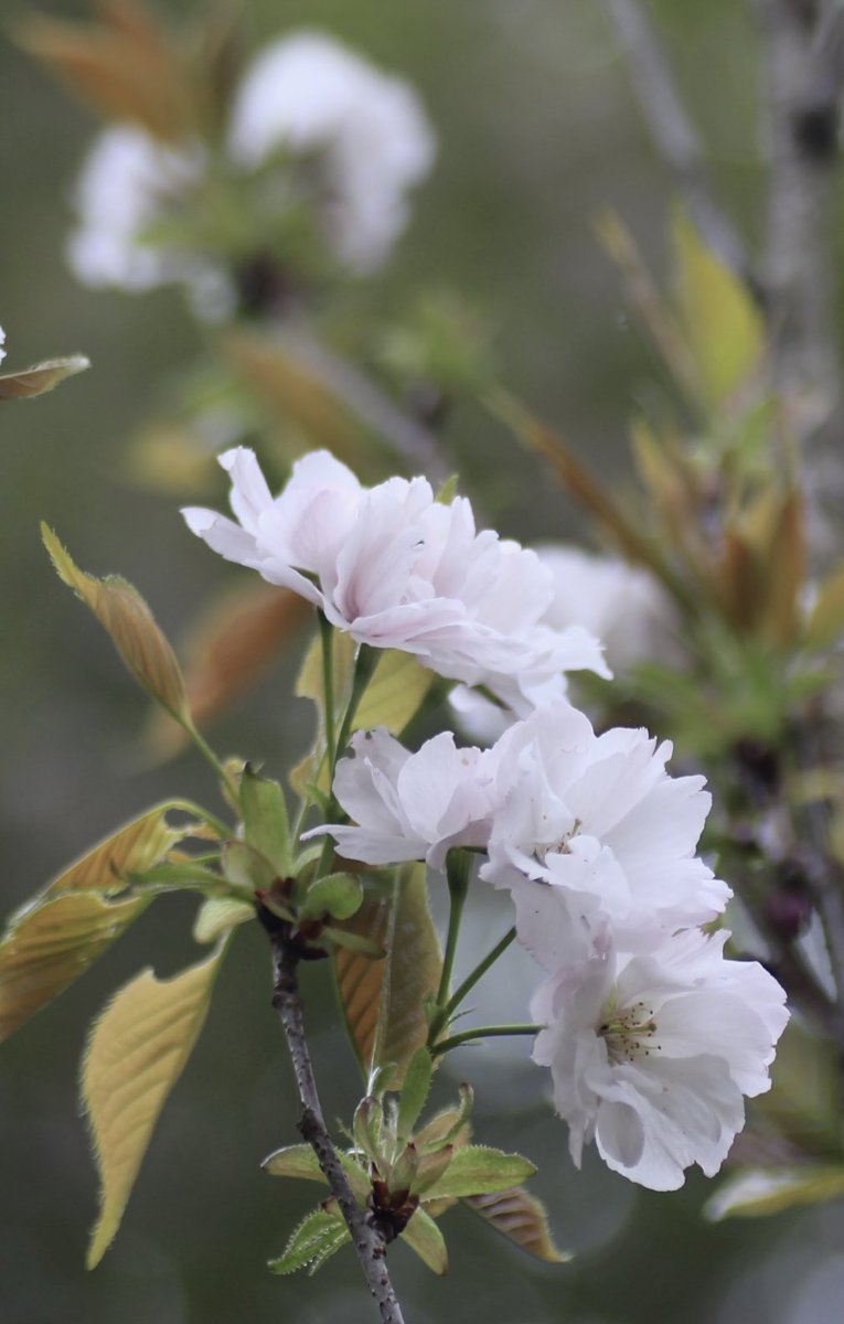 ishikawa prefecture

天の川桜