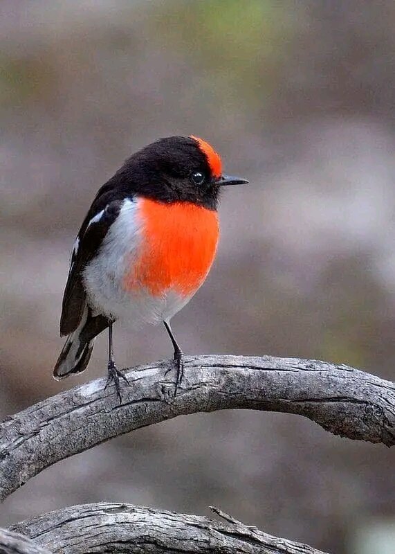 Red-Capped Robin

Photographer: David Jenkins

#nature #photograghy