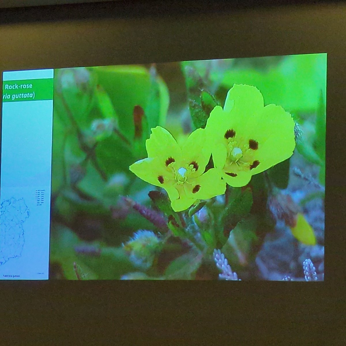 #BSBISpringConference kicking off with the first talk. Clare Heardman talking about rare and interesting plants of West Cork. Looking forward to the day! @BSBI_Ireland @BSBIbotany