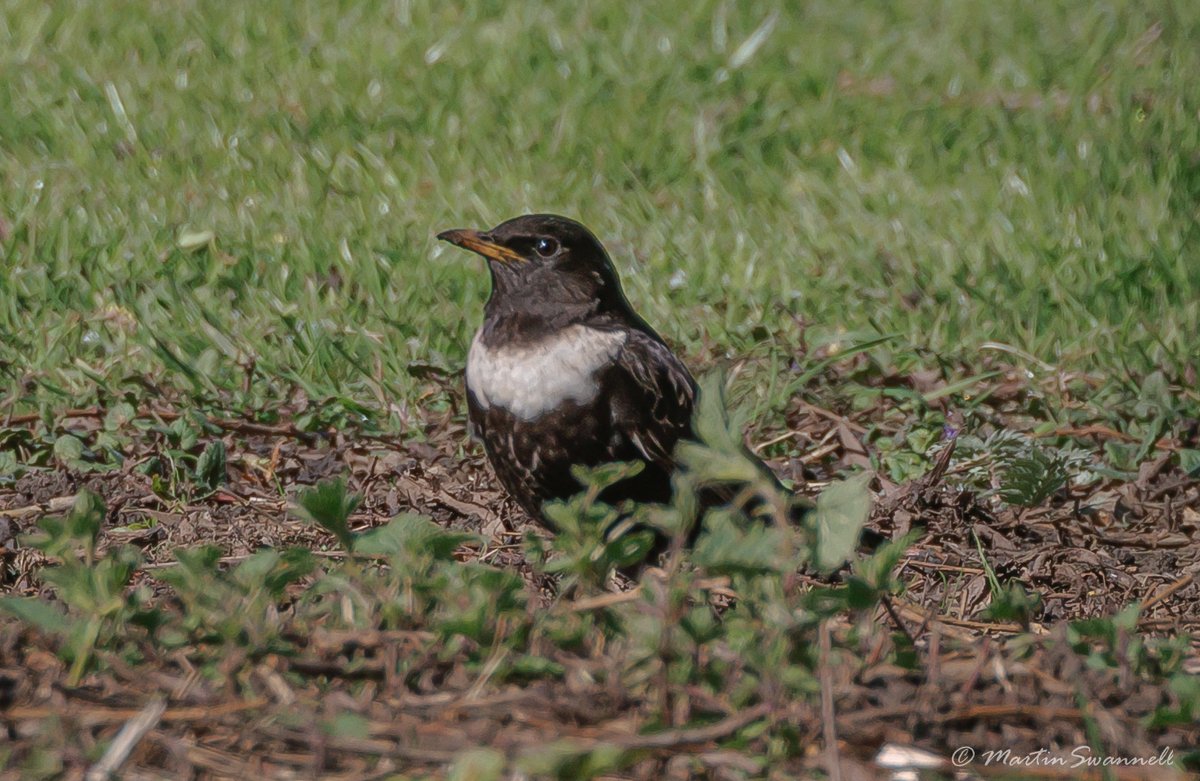 Martin Swannell (@alanthetortoise) on Twitter photo Ring Ouzel #Northantsbirds male still at Millers Meadow this morning feeding under the Weeping Willows. <a href="/barbeldave/">David Smith</a> @jcbirder <a href="/bonxie/">Mike Alibone</a> Ring Ouzel #Northantsbirds male still at Millers Meadow this morning feeding under the Weeping Willows. <a href="/barbeldave/">David Smith</a> @jcbirder <a href="/bonxie/">Mike Alibone</a>