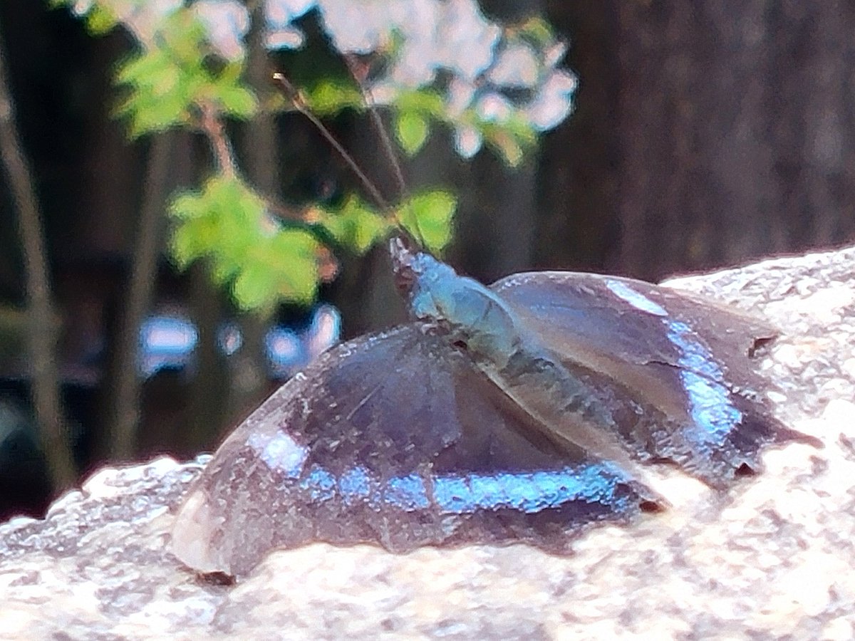 大芝公園にいた蝶々 #南箕輪村