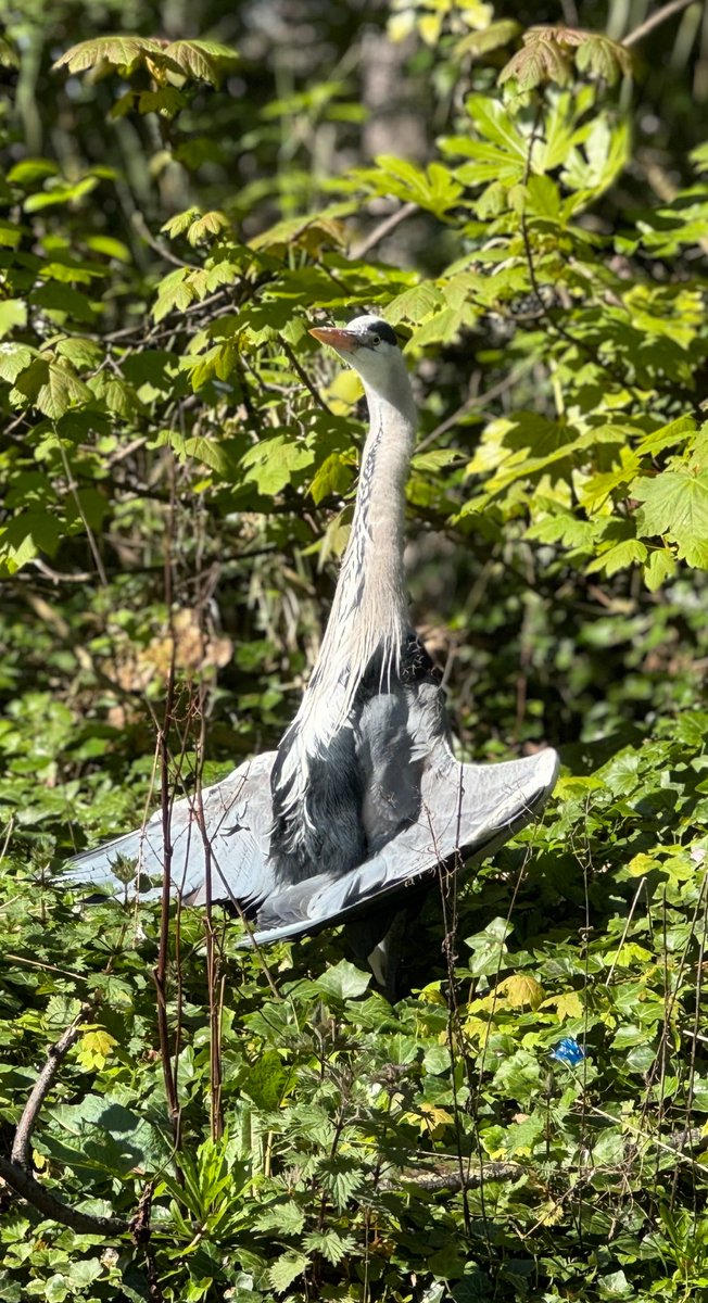 Bird in Herbert Park bewildered by strange ball of fire in the sky