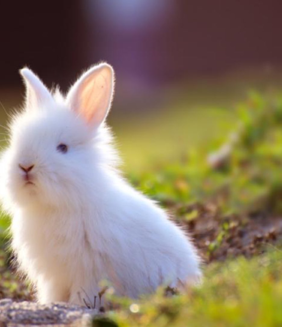 Karmapi_'s tweet photo. @syusims_ @SimsLatinos Me gustaría el de homenaje urbano https://t.co/t7hVoW97zG