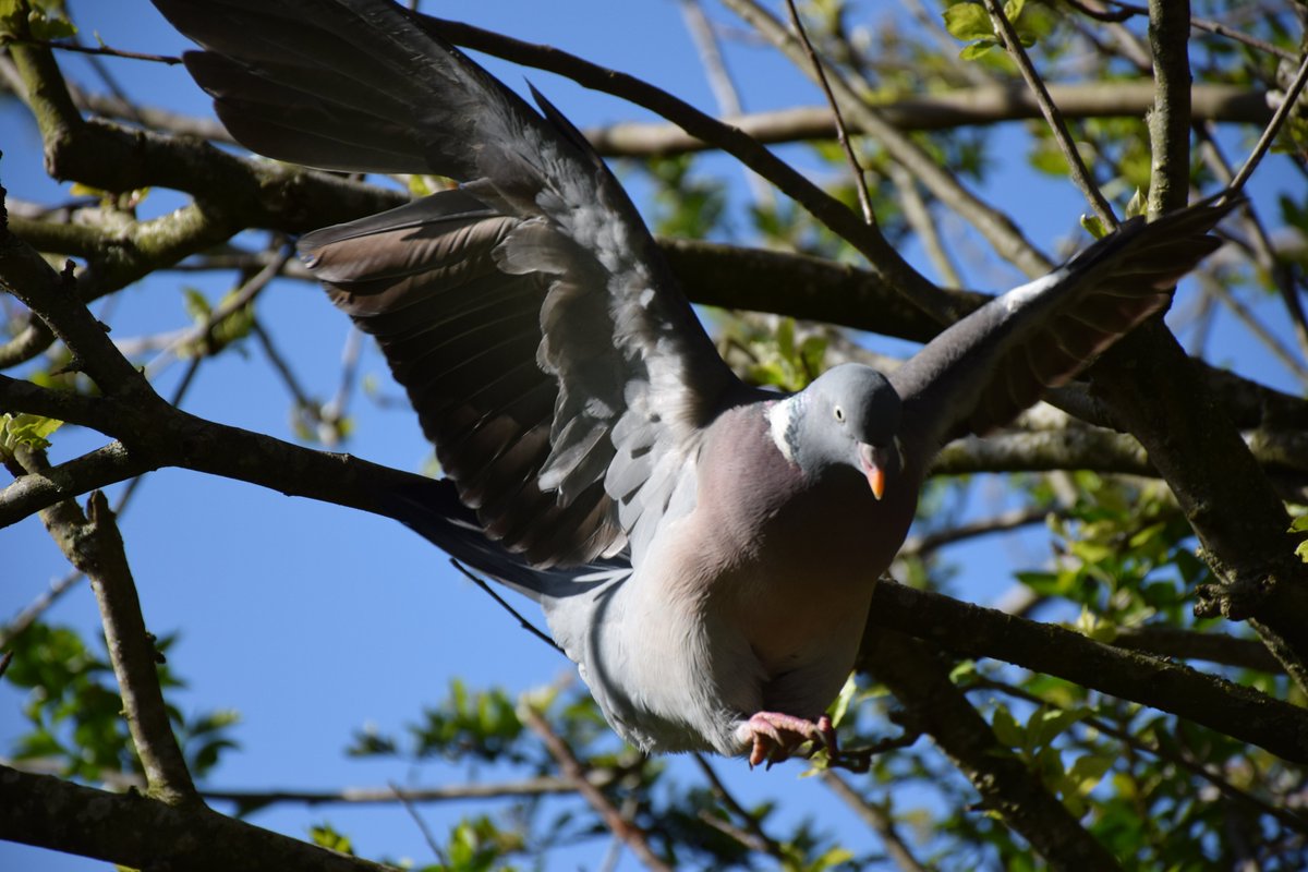 Morning Visitors.

Wood Pigeons.
Live to fight another day!

@des_farrand @alisonbeach611
#Morning #WoodPigeons #Pigeons #Nature #SunnyDays #Magnolia #Flowers