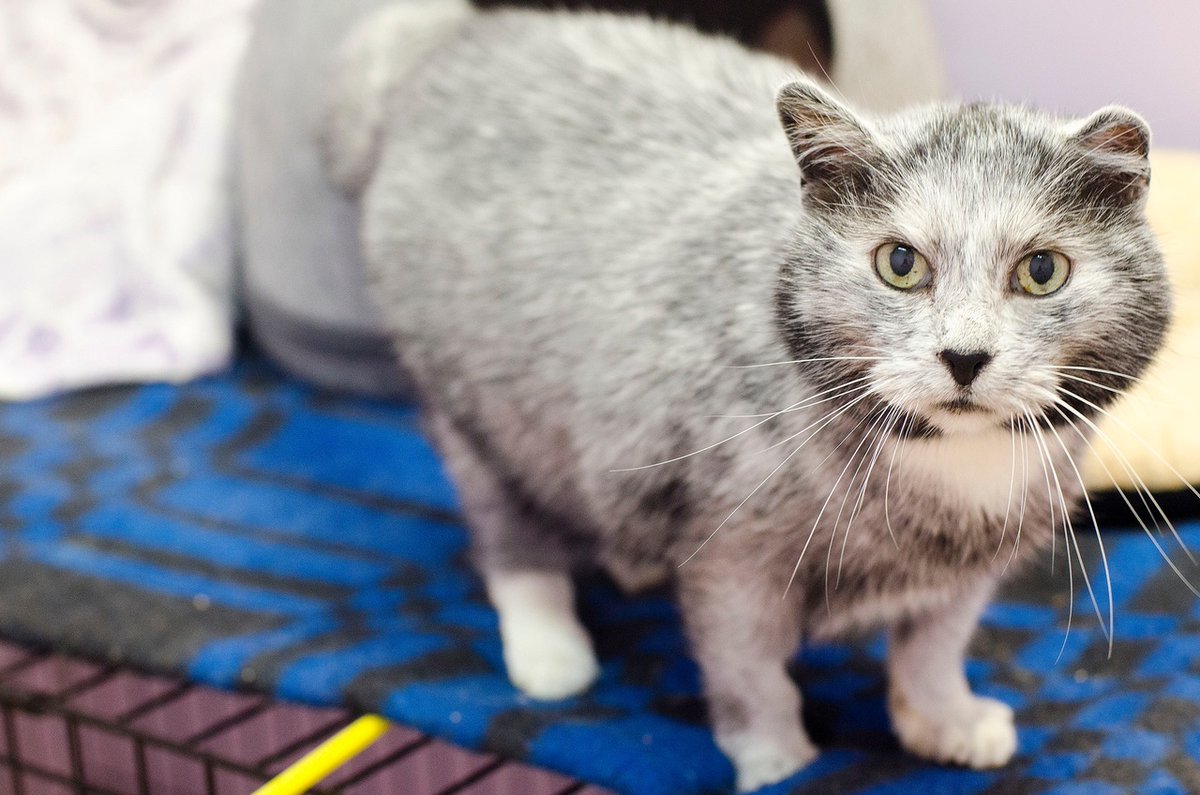 Обратите внимание на Барсика! Заберите его домой!