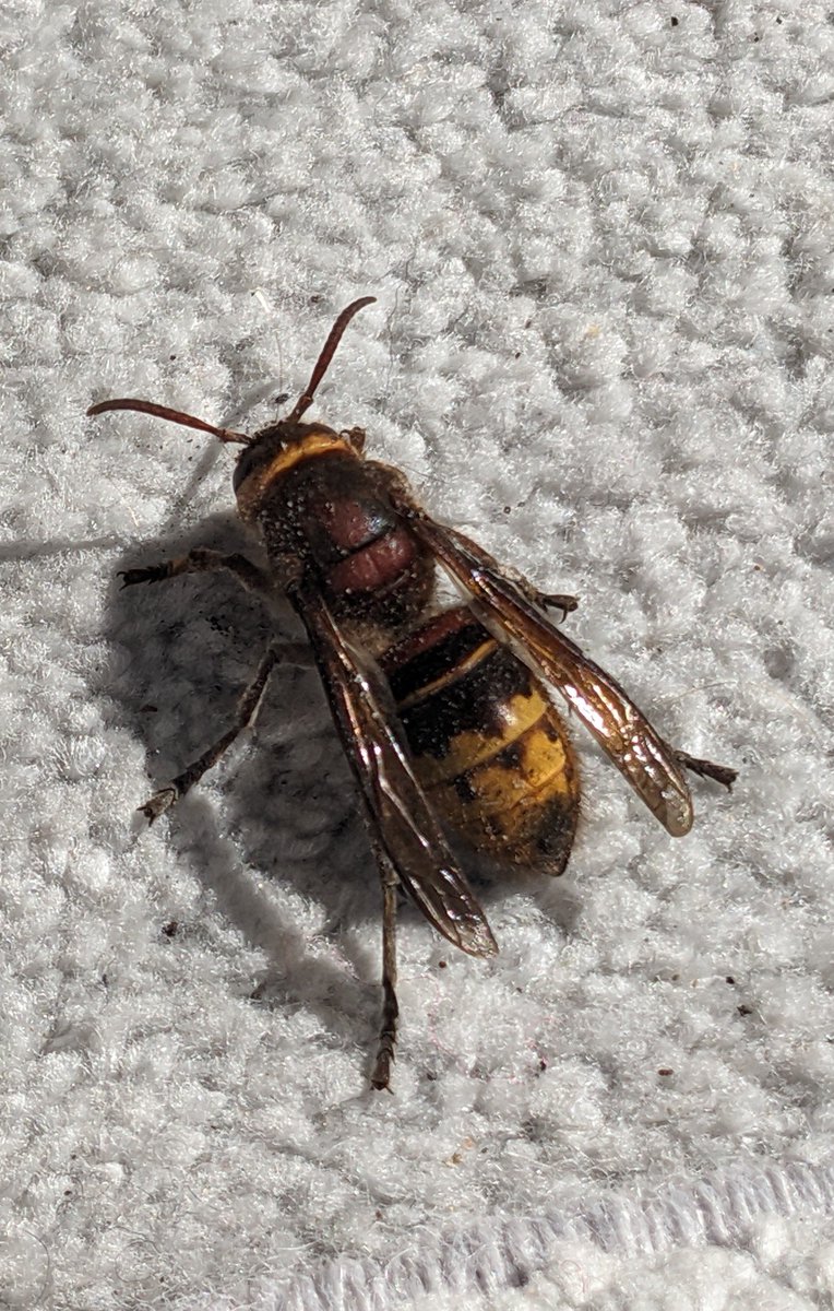 I just discovered this hornet in our house, Herefordshire UK. I don't think it's an Asian hornet. But it does look very dark for a European one. #insectid #hornets #asianhornet #insectiduk