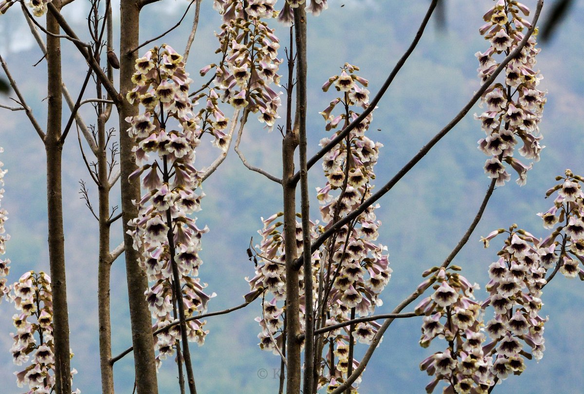 From the archives - flowering hardwoods (genus Paulownia) - Tashiding, Sikkim - March 2023.

#flowers #NaturePhotography #NikonCreators #Himalayas #saveindianforests #conservation #biodiversity  #discoverearth #niffeature #natgeoyourshot #channel169 #ThePhotoHour #HappyWeekend