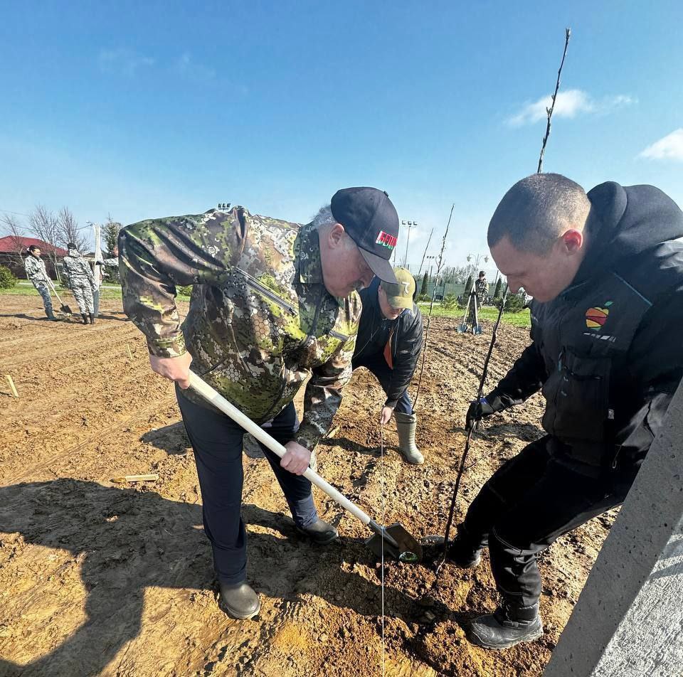 ‼️🇧🇾🍎 #Lukashenko planting apple trees during a subbotnik 

Subbotnik is a tradition from the USSR days that is still alive in #Belarus and #Russia: on a designated Saturday all willing citizens participate in volunteer work in their communities - cleaning the streets etc.