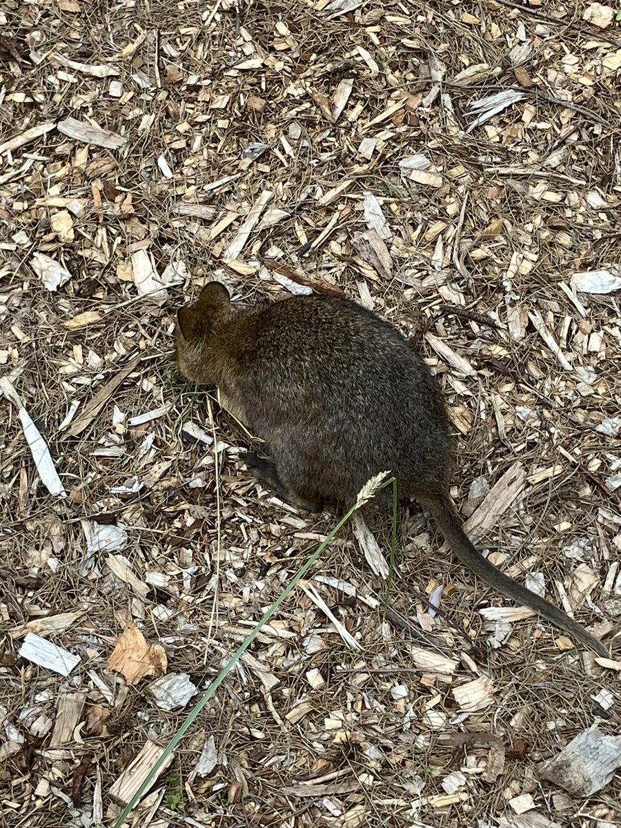 As it was the Quokka at Ascot today here is a picture of a quokka I took at Melbourne Zoo. Overpass won the race for the 2nd year running and it’s one of the richest races run in Australia