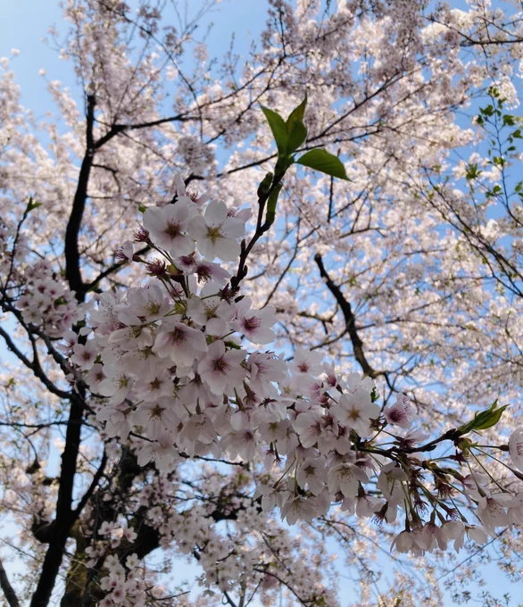 お花見に!行ったよ!先週!!!