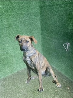 🐶 Name: Sophie 💙 🕐 Time Remaining: 7 days 📍Location: Lancaster, CA Save me: dogsindanger.com/dog.jsp?did=17… #california #dog #adoption