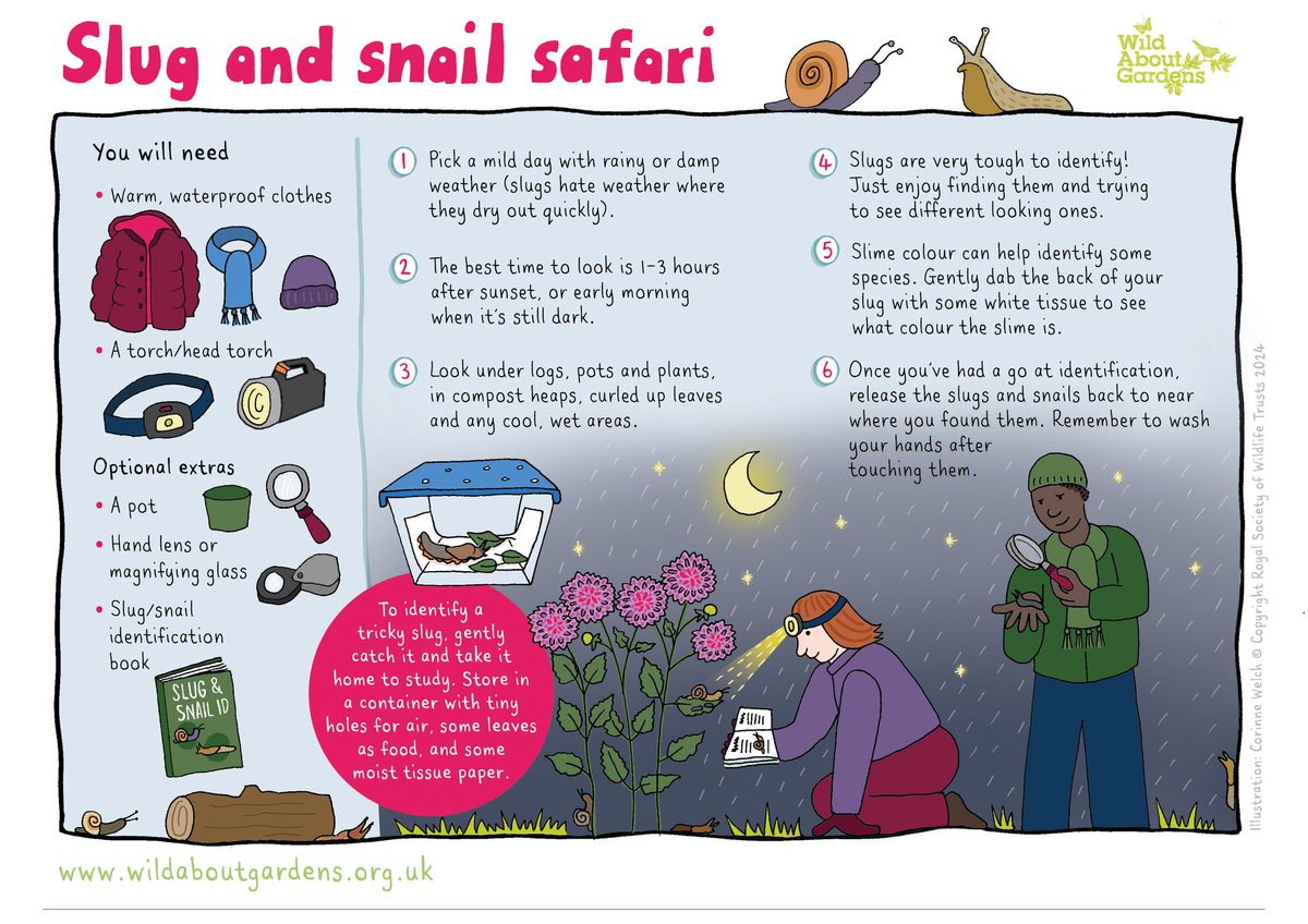 Discover what’s been slithering in your garden with our #WildAboutGardens slug and snail safari! 🐌

If you don’t find as many as you’d like, follow our guide to creating a haven for molluscs. 👉 wildaboutgardens.org.uk