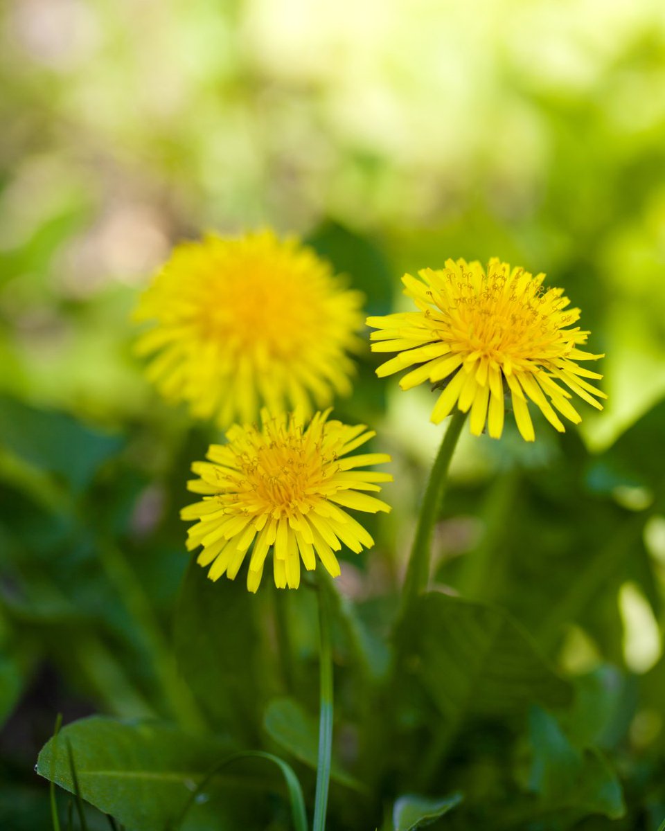 Dandelions (Taraxacum officinale) are incredibly useful plants. They are rich in vitamins A and K, and their roots can be roasted and ground as a coffee substitute! They are also an essential food source for a number of insects. 🐝 What's your verdict, friend or foe? 👇