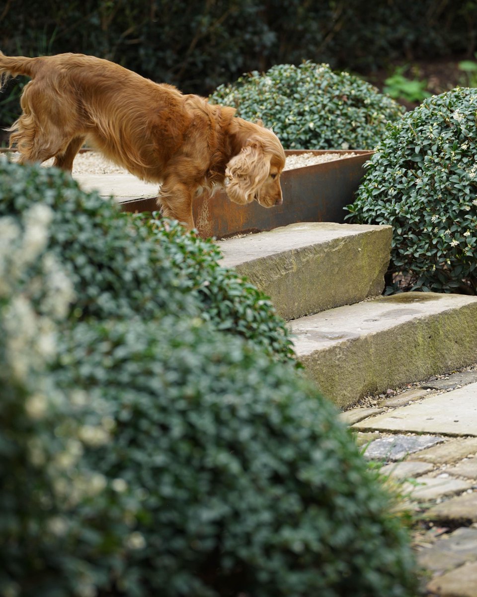 Springing into the weekend! 
Looking forward to sharing more of our newly completed project over the coming months.

#gardendesign #landscapearchitecture #gardendetails #oldmeetsnew #heritagehouses #craftedgarden #gardensofinstagram