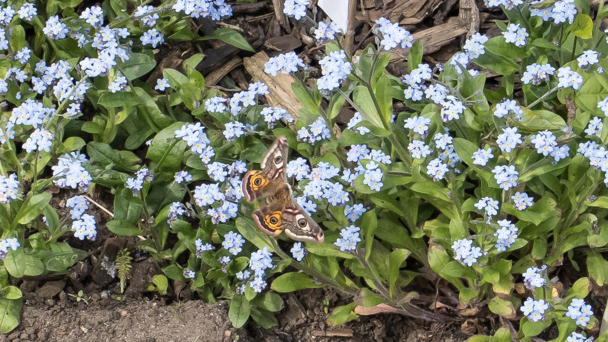 An Emperor Moth visits the forget-me-not patch in our garden...