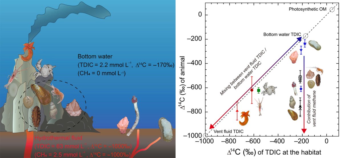 [New Paper] in #ASLO_LO @aslo_org uses natural-abundance radiocarbon (Δ14C) to reveal carbon sources of hot vent animals! Closer to vent orifice means more carbon (up to 74.8%) from vent fluid CO2 -- unless one uses methane. 
OPEN ACCESS: doi.org/10.1002/lno.12…

@the_kawagucci