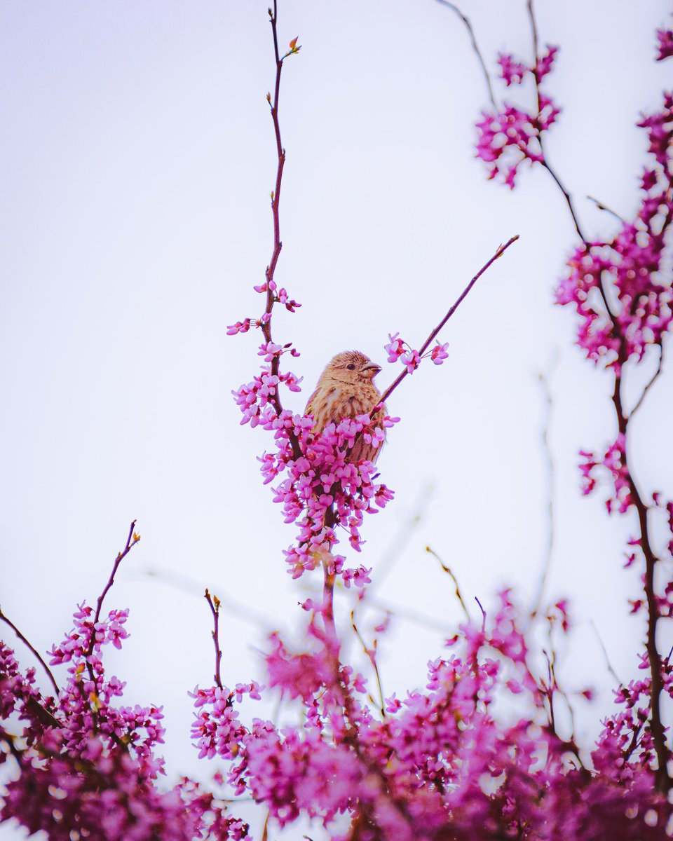 This was captured a few weeks ago at wtamu! #NatureLovers #photograghy