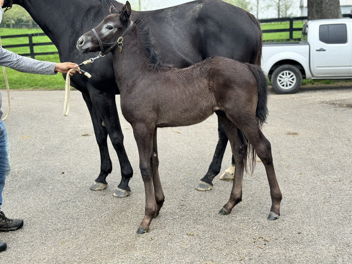 How about the grey goggles on this cutie by @DarleyAmerica sire Essential Quality out of Scat Daddy mare Pink Scatillac who’s 1/2 sister to G1 winner It Tiz Well. This guy will end up fully grey just only has it around his eyes & mouth right now