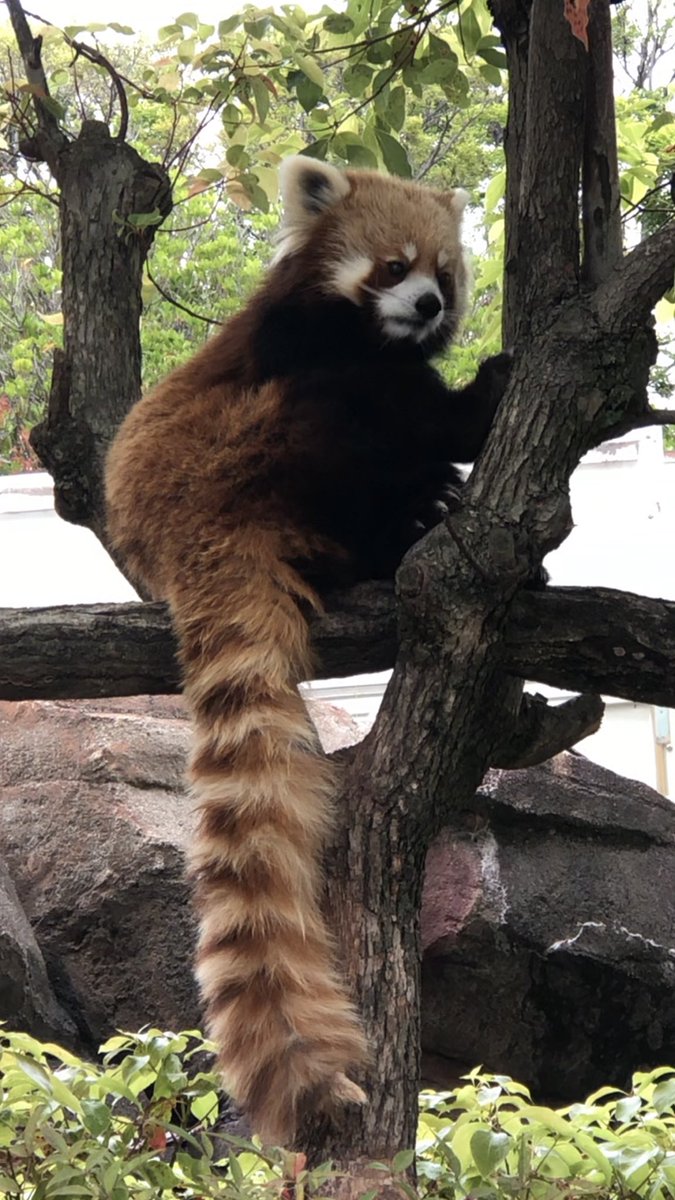 今日のジャズくん🧡 (20240420)

#レッサーパンダ #王子動物園