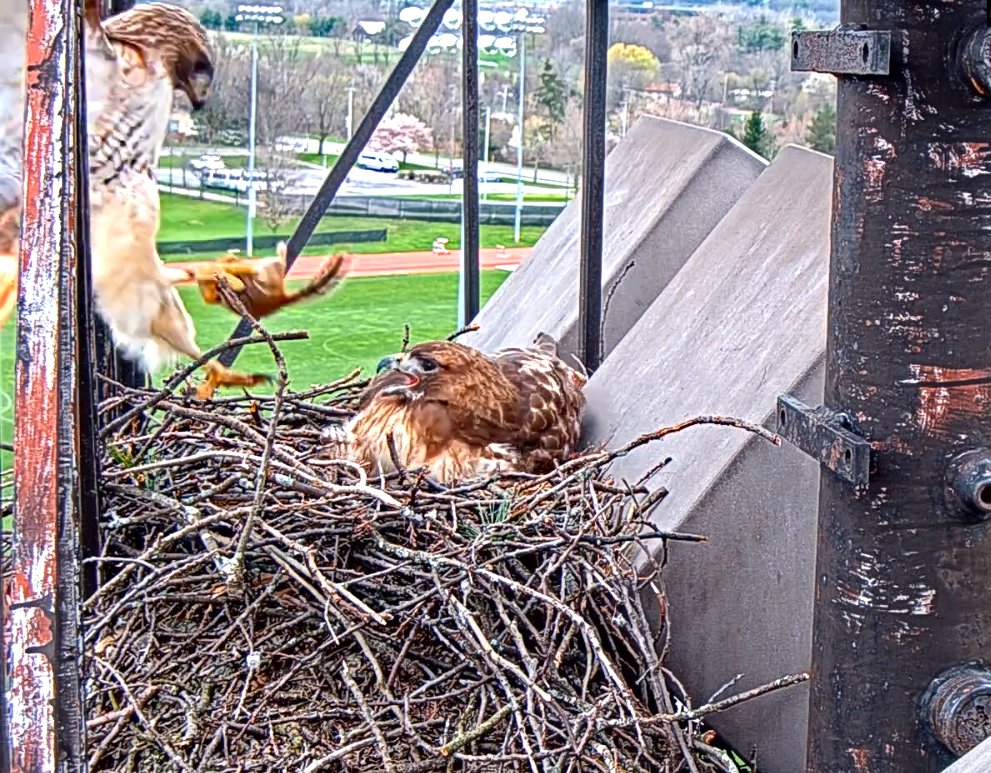 CornellHawks tweet picture