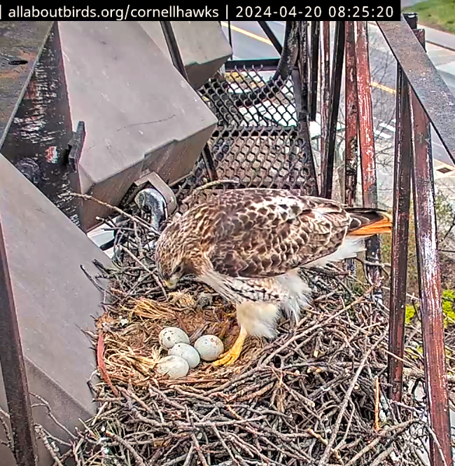 4/20   Arthur returns to the nest w/prey (Chipmunk). 

BR snags the prey in beak and heads out for morning meal. 

Arthur watches BR's flight off the nest briefly and settles in for morning incubation.