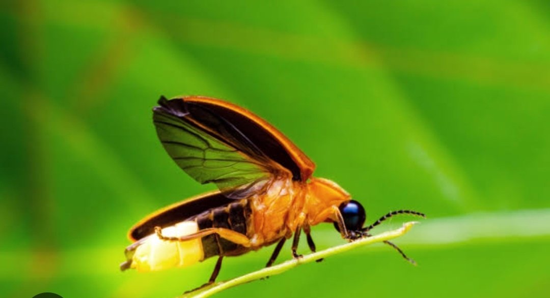 Did you know?
The glow of firefly comes from a chemical reaction involving luciferan, air entering the abdomen triggers reaction causing glow 🌟
#Firefly 
#ScienceFacts