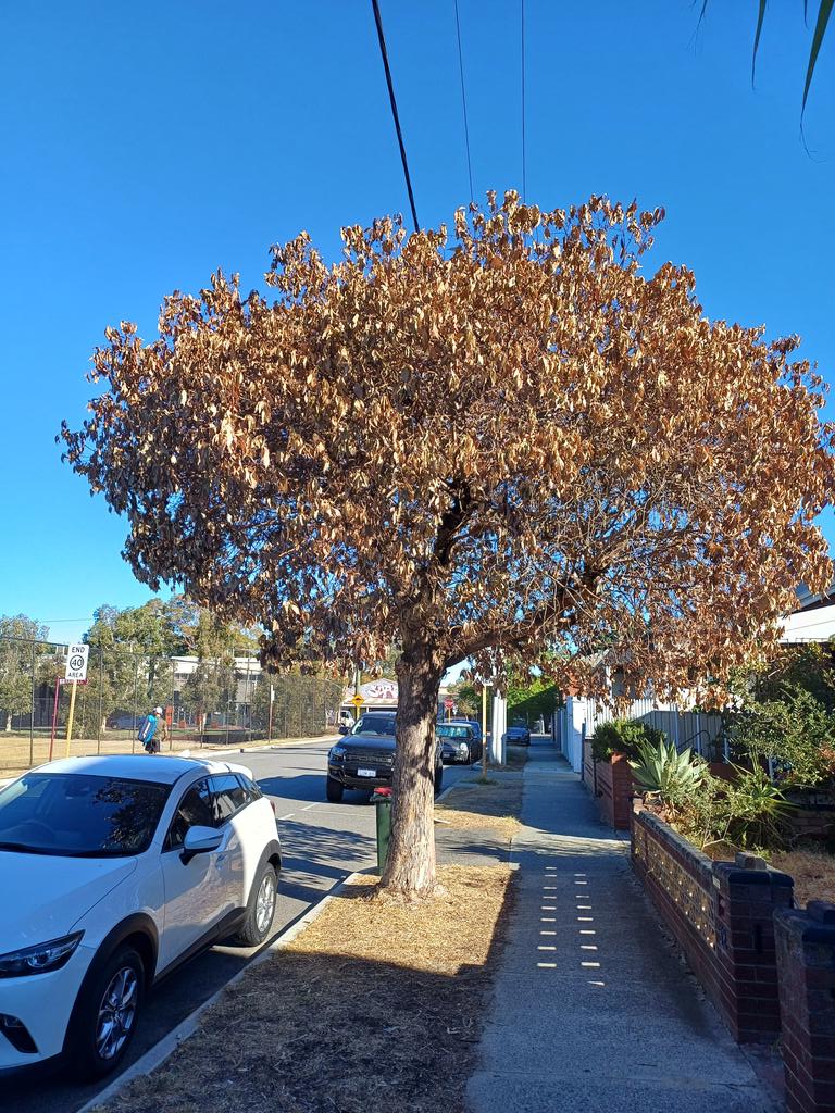 Boiling frog. In the street down from our lane less and less than two km from the CBD. Two dead trees, but then gums are holding on. Most of this area is reclaimed wetland. Trees are re shooting. Plants don't lie. No rain for six months.