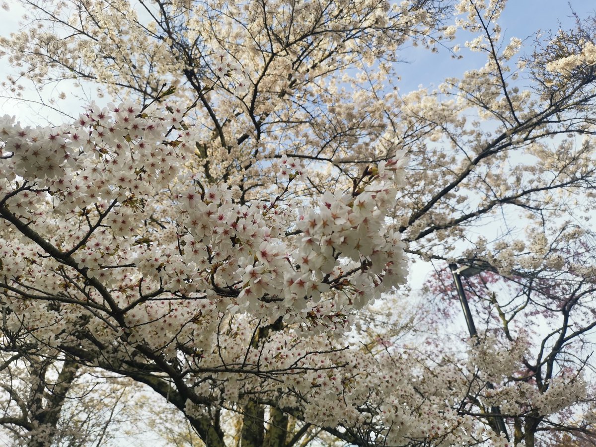 3moun10176473's tweet photo. 桜と湖がコラボしているカフェで一息☕️
その後、桜と山並みがコラボする城跡🏯へ
#TaroCafe
#KamegajyoCastle https://t.co/b642E2C9xt