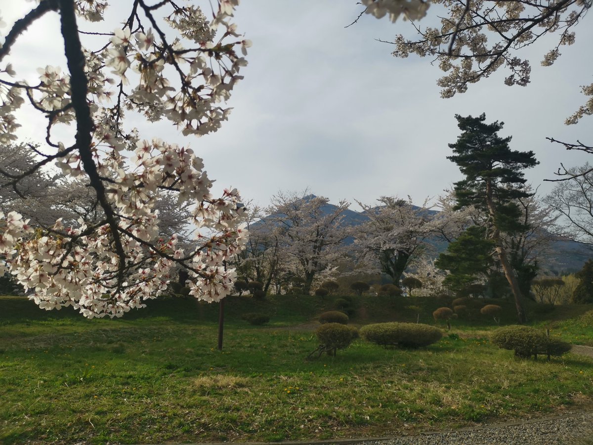 3moun10176473's tweet photo. 桜と湖がコラボしているカフェで一息☕️
その後、桜と山並みがコラボする城跡🏯へ
#TaroCafe
#KamegajyoCastle https://t.co/b642E2C9xt