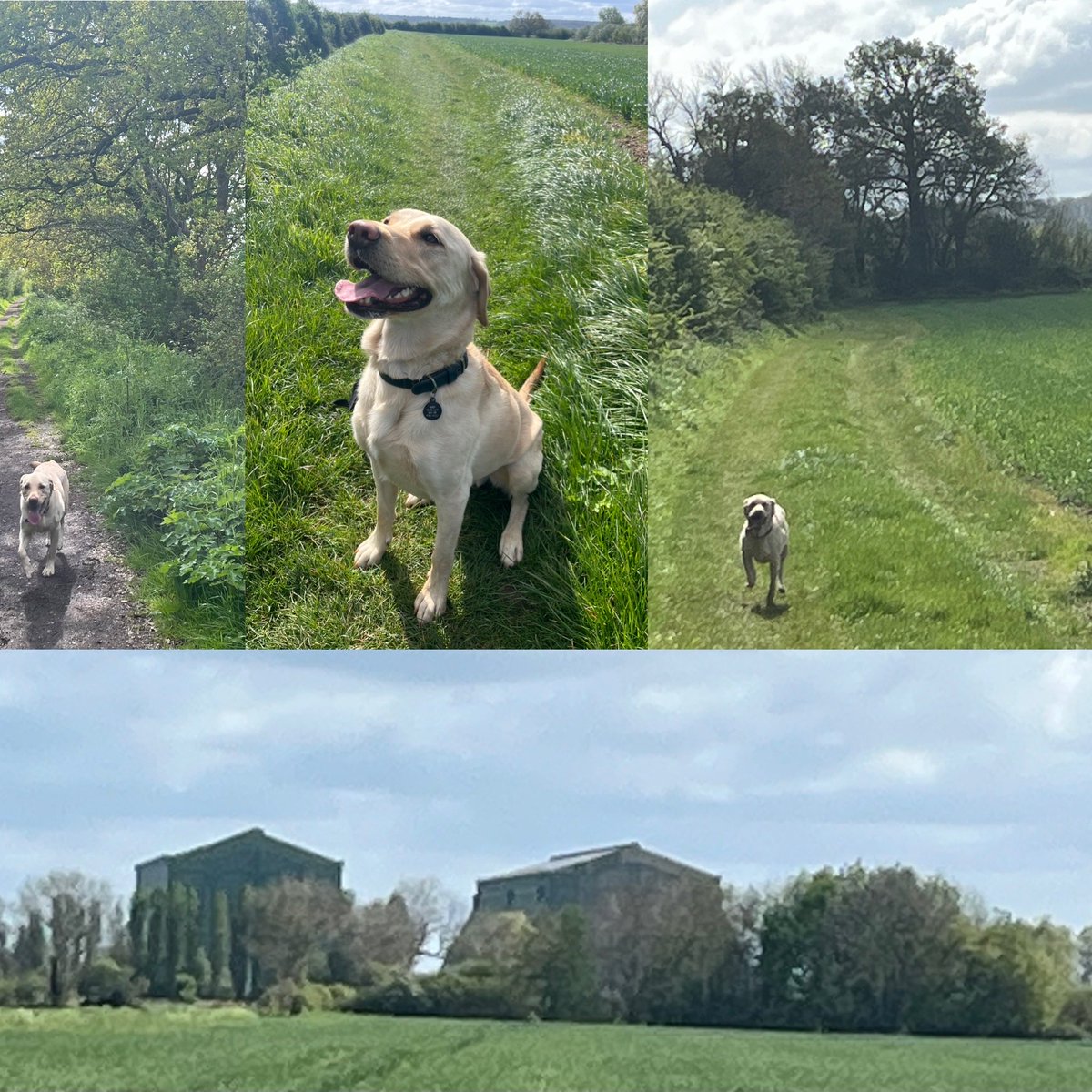 Great dog walk in the shadow of the hangers; Pablo said he enjoyed it…😂🐾