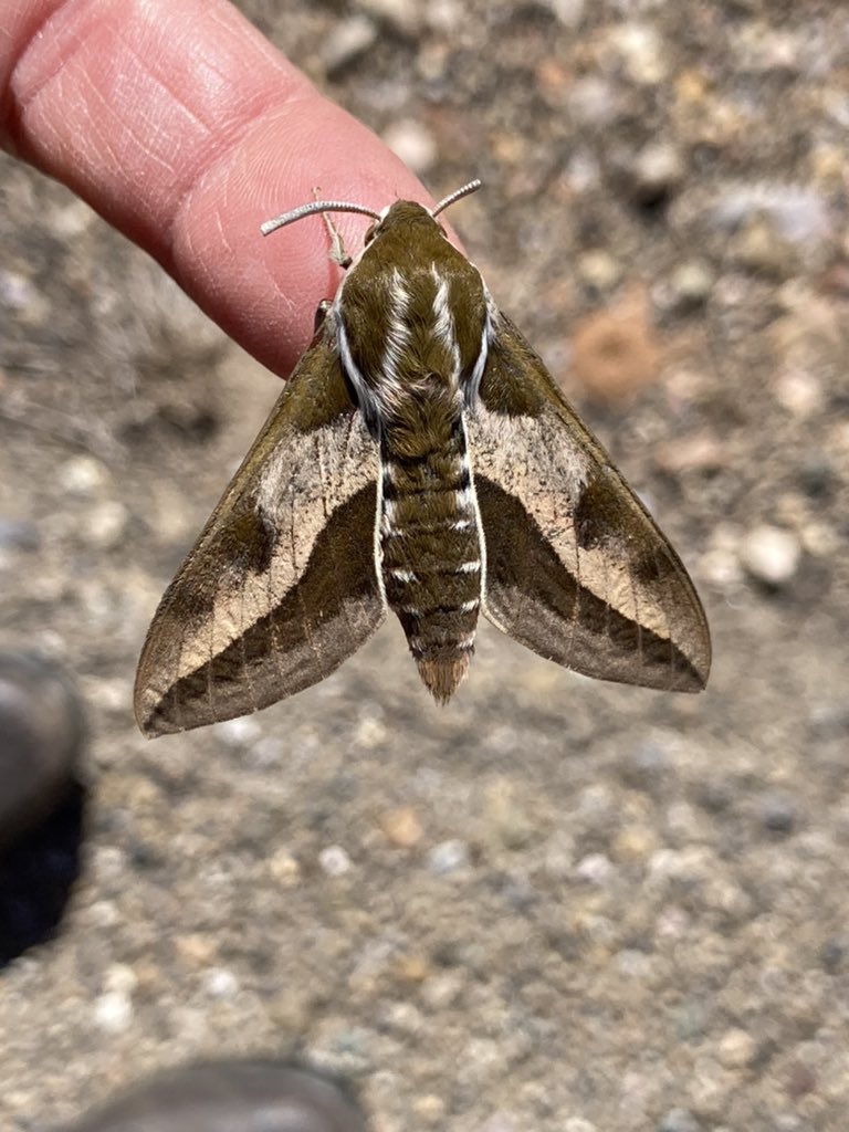 No trapping or netting without a license here in Spain. Never mind, just picked up from the road after Mrs Super Spotter noticed this. Spurge Hawkmoth. #moth
#moths #MothsMatter #TeamMoth #MothNotTrapping
