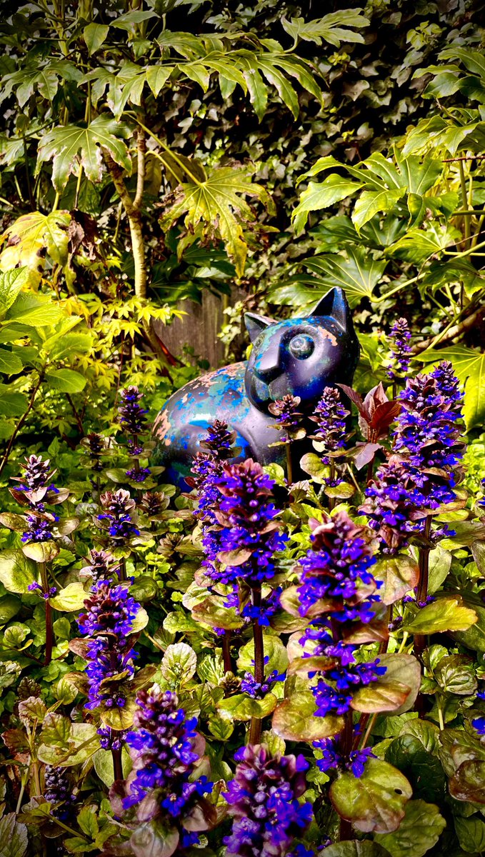 Blue cat and Ajuga 🔵