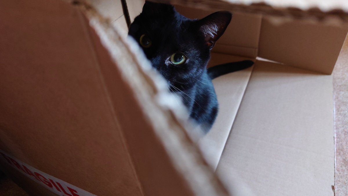 Northlander74's tweet photo. All you need is a pen and a cardboard box...hours of fun! 😼 #Elska #CatsOfTwitter 🐈‍⬛ https://t.co/EzXu37wBfb