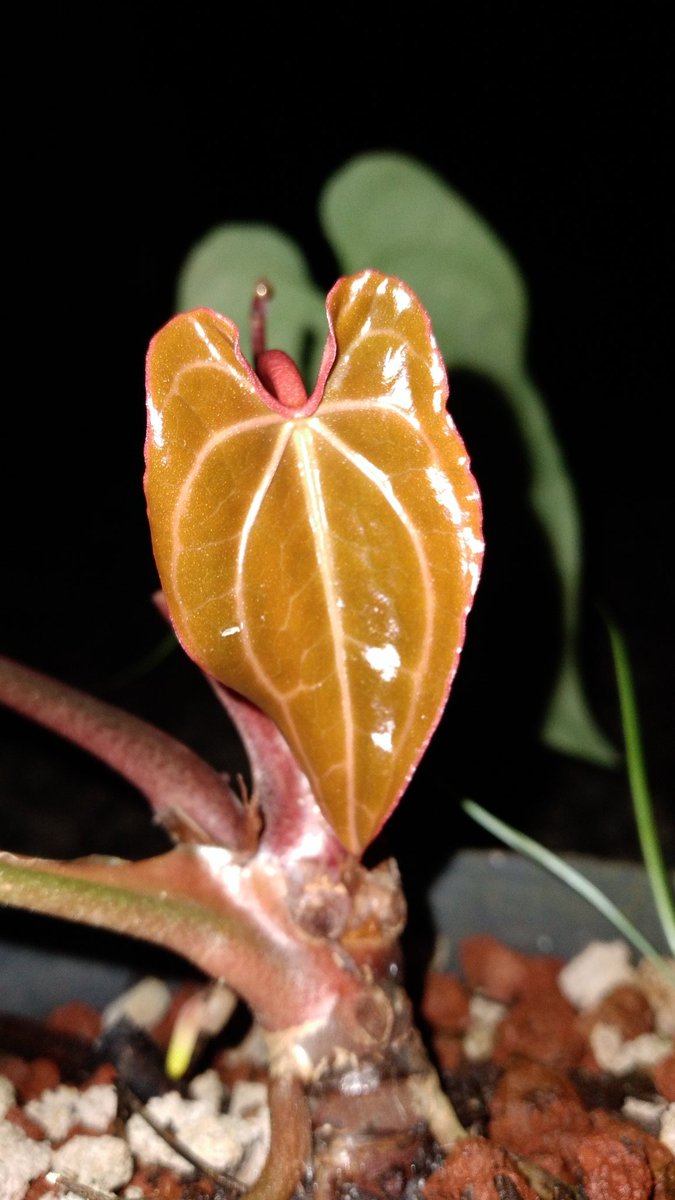 indonesianplant's tweet photo. Anthuriums Crystallinum 💚 https://t.co/0kqMN3bbg4