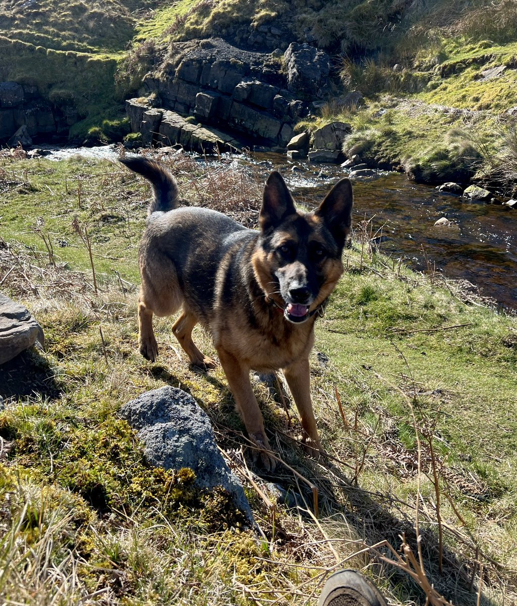 On Yogi’s walk today - yesterday we saw a merlin and a short eared owl over the heather. That was amazing. Today we are sat in the sun by a stream waiting for the ring ouzels to make an appearance.