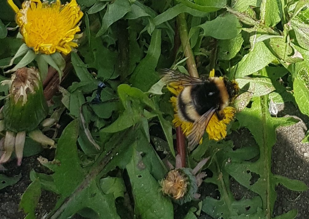 And they say #DANDELION are weeds..... Big #bumblebee in back garden. #pollinator #BiodiversityCrisis #Donegal