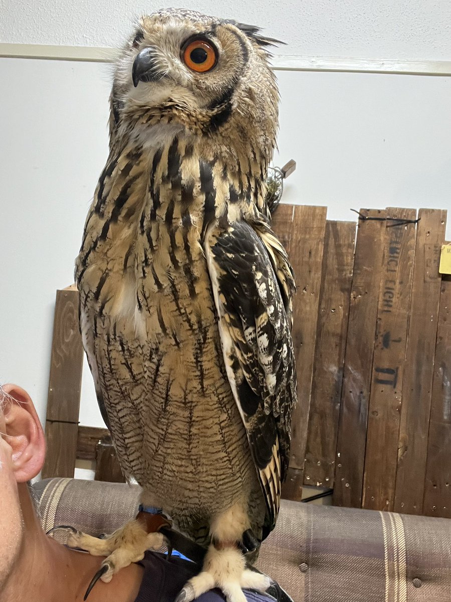 最近直ぐに肩に乗って来てくれる。

嬉しいんだけど薄着になってるから爪が痛い😓

来週メンテナンス