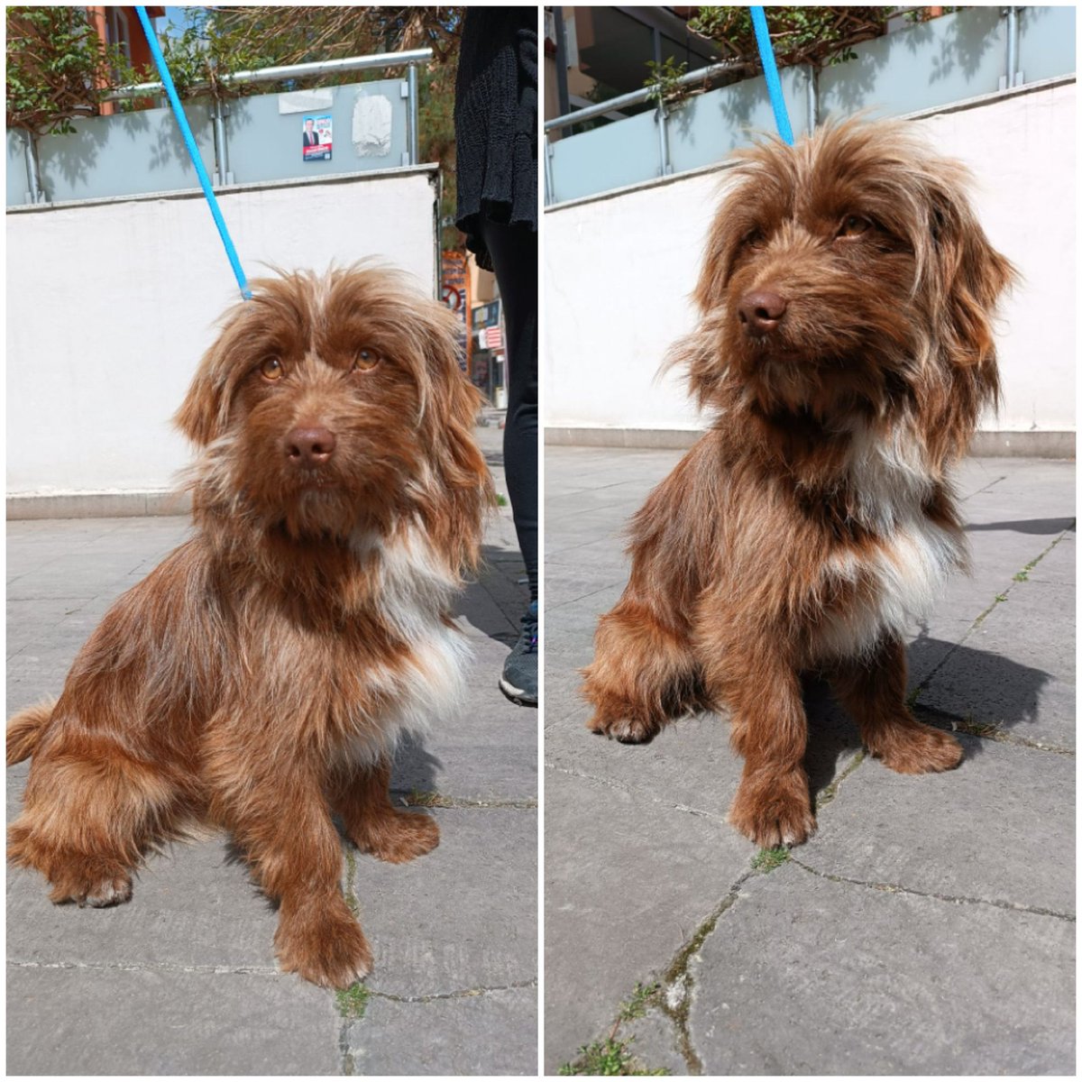 Küçük ırk Samsun’da sokakta bulundu çok uysal sessiz sakin bir köpek havlaması yok ama bir kişi bile sormadı ve paylaşmadı neredeyse biliyorum şansı yok kadar az ama belki bir umut paylaşırmışsınız belki sayesizde yuvası olur lütfen 🐾 Twitter @RUZGAR1577