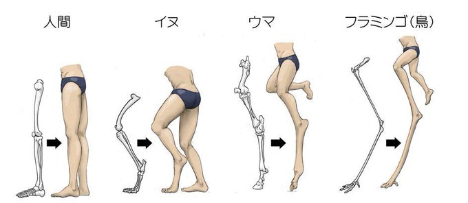 People often confuse the positions of knee and the ankle in most animals. Counscious of this, illustrator Satoshi Kawasaki imagined what would happen if human legs were drawn using animals' skeletons as a base.