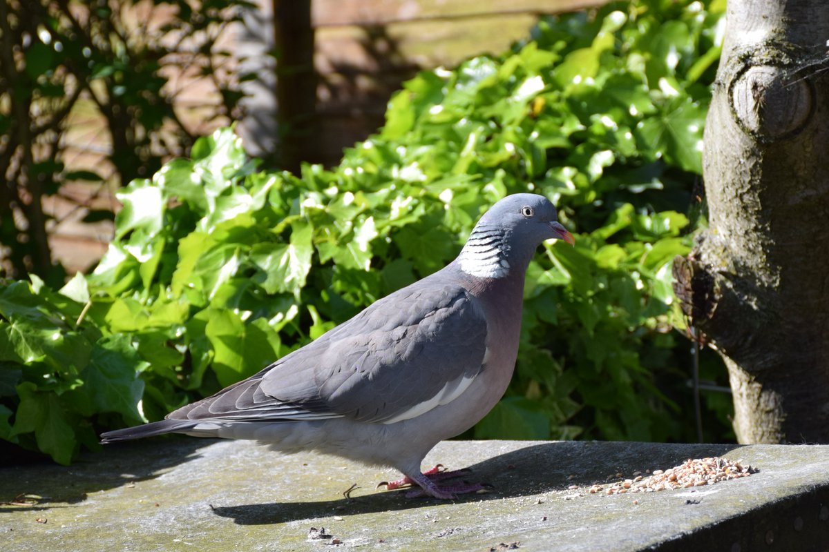 Morning Visitors.  

Wood Pigeons and Collared Doves. 
Breakfast Time.

@des_farrand
@alisonbeach611

#Morning #Collared #Doves #WoodPigeons #Pigeons #Nature #SunnyDays