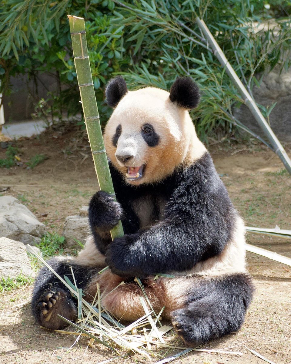 全部わたしだけで食べるんだ〜！

#レイレイ
#蕾蕾
#ジャイアントパンダ
#上野動物園