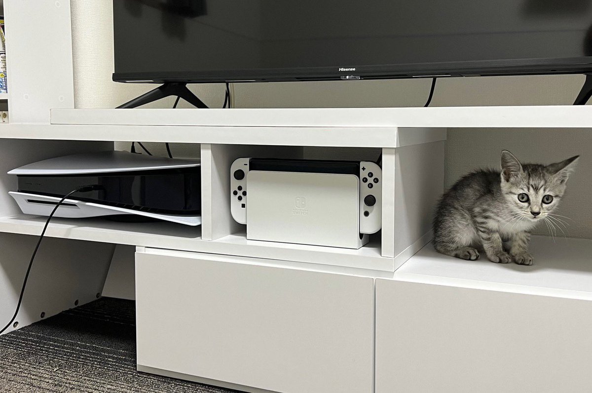 totomaru_hanmi's tweet photo. PS5、Switch、Cat https://t.co/xlQyV9eXJn