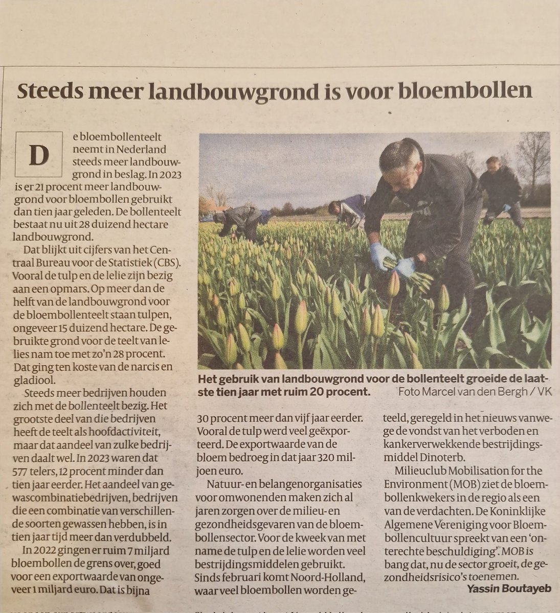 Onze voedselmakers gebruiken steeds meer landbouwgrond voor #bloembollen: de teelt met het allerhoogste gebruik van #pesticiden. Dat gaat niet alleen ten koste van voedselproductie, maar is ook ongunstig voor de natuur, het milieu en de volksgezondheid. volkskrant.nl/binnenland/mee…