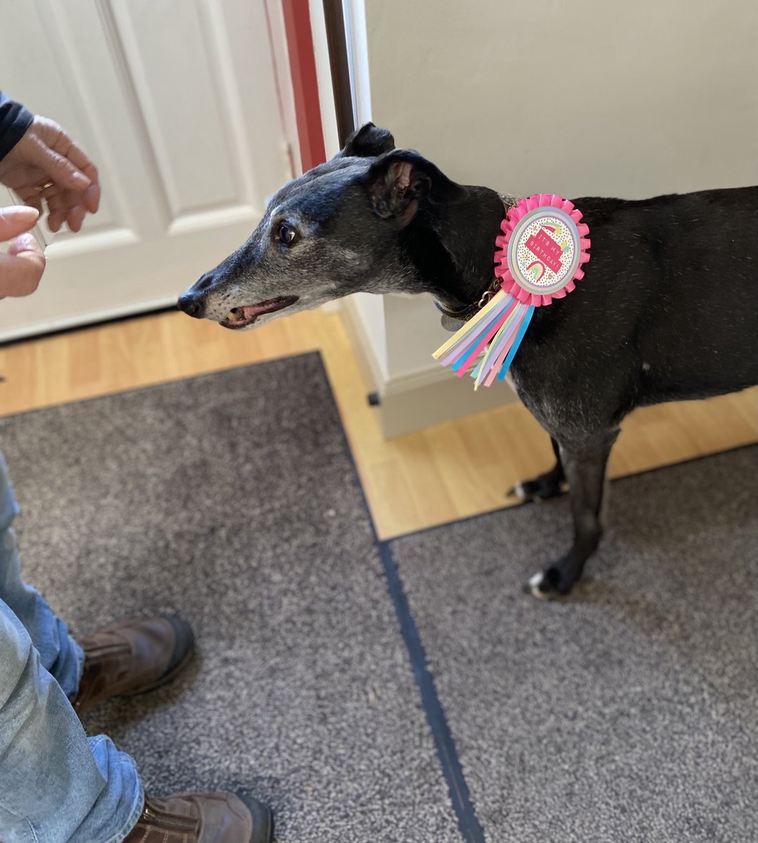 Birthday girl and her dad sharing a pie. Happy 14th Daphne! Here’s to lots more pies, crisps, walks and sausages! 😘🎉🎉🎊 And a good old kip during the #snooker #houndsoftwitter #greyhounds #adoptagreyhound