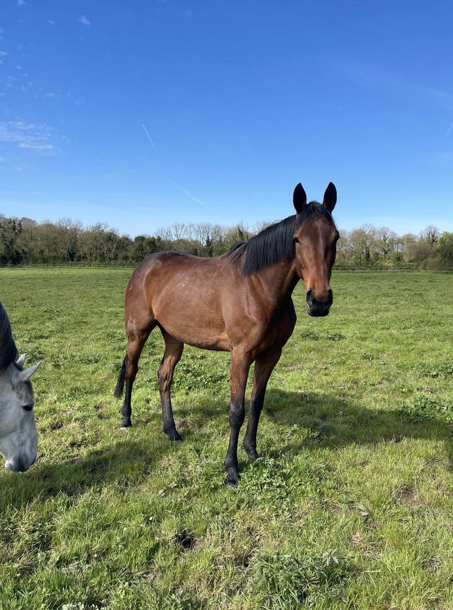 ☀️ Here’s our Crystal Ocean half-sister to Ballyburn & Noble Endeavour enjoying some precious sunshine at Killeen Glebe 💫 Bought as a foal with @annarossKRB, she’s part of our quality draft at the @Goffs1866 Arkle Sale