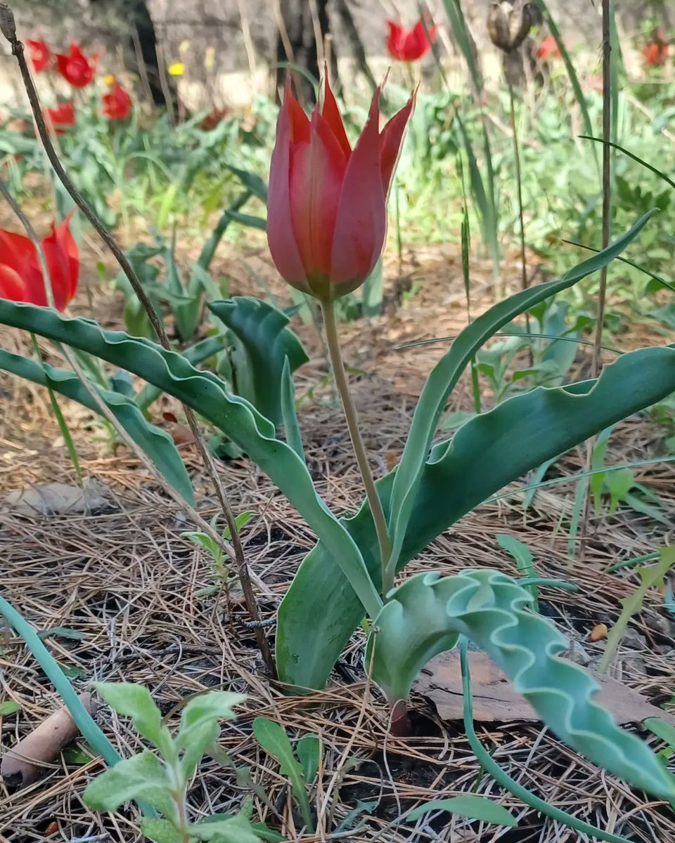 Tulipa undulatifolia, commonly known as Eichler tulip (phone pics) #Tulip #Tulips #wildtulips #Liliaceae #spring #wildlifephotography #hiking #hikingadventures #lesvosnature #lesvos #lesbos #Greece