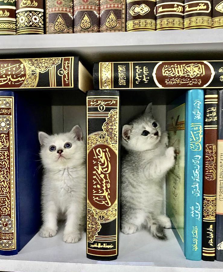 Cats were valued by Islamic scholars, who are said to have kept them in their libraries, because they would prey on mice that would ruin books. Cats are often depicted in paintings alongside Islamic scholars & bibliophiles For Caturday, a thread on cats, books and the Qur’an…