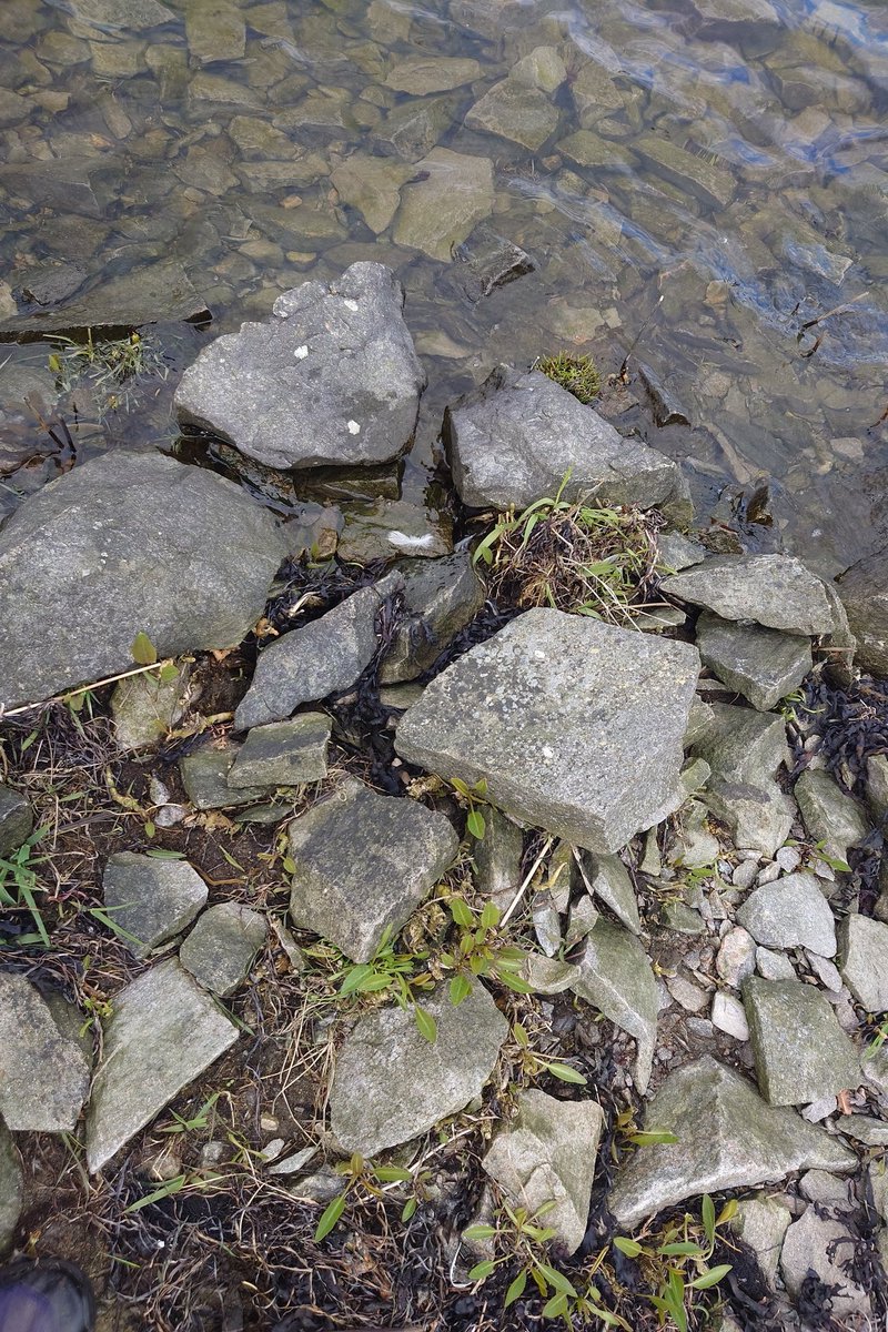 Vårens vilda primörer ska njutas färska.

Här bitterkrassing. Växer alldeles vid strandkanten. Smakar som smörgåskrasse. Bladen är rätt tjocka och väldigt krispigt härliga i konsistensen.

#biologiskmångfald